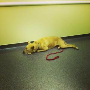 sick and waiting at the vet.